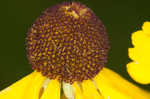 Oldfield sneezeweed